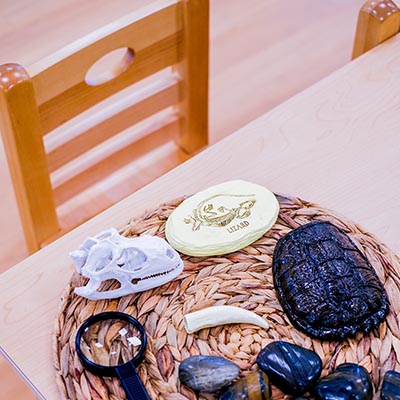 Science specimens Photo